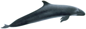 Whale PNG-19250